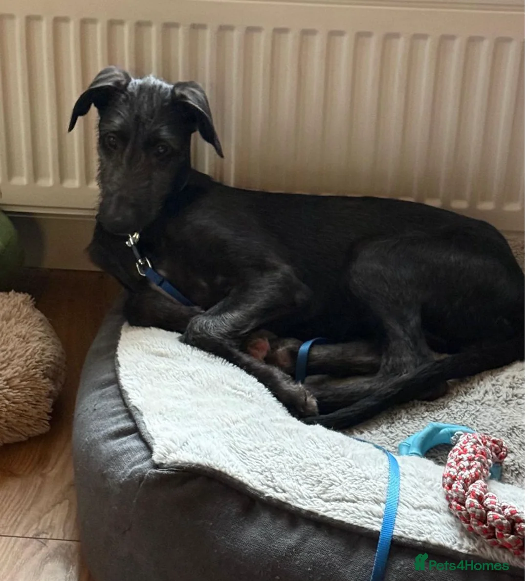 Deerhound dogs for sale: deerhound female seven mth old  in Rossendale - Advert 3