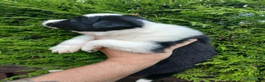 Border Collie 4
