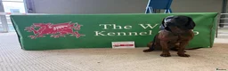 Bavarian Mountain Hound dogs for sale: 3yo Bavarian mountain hound  - Advert 5