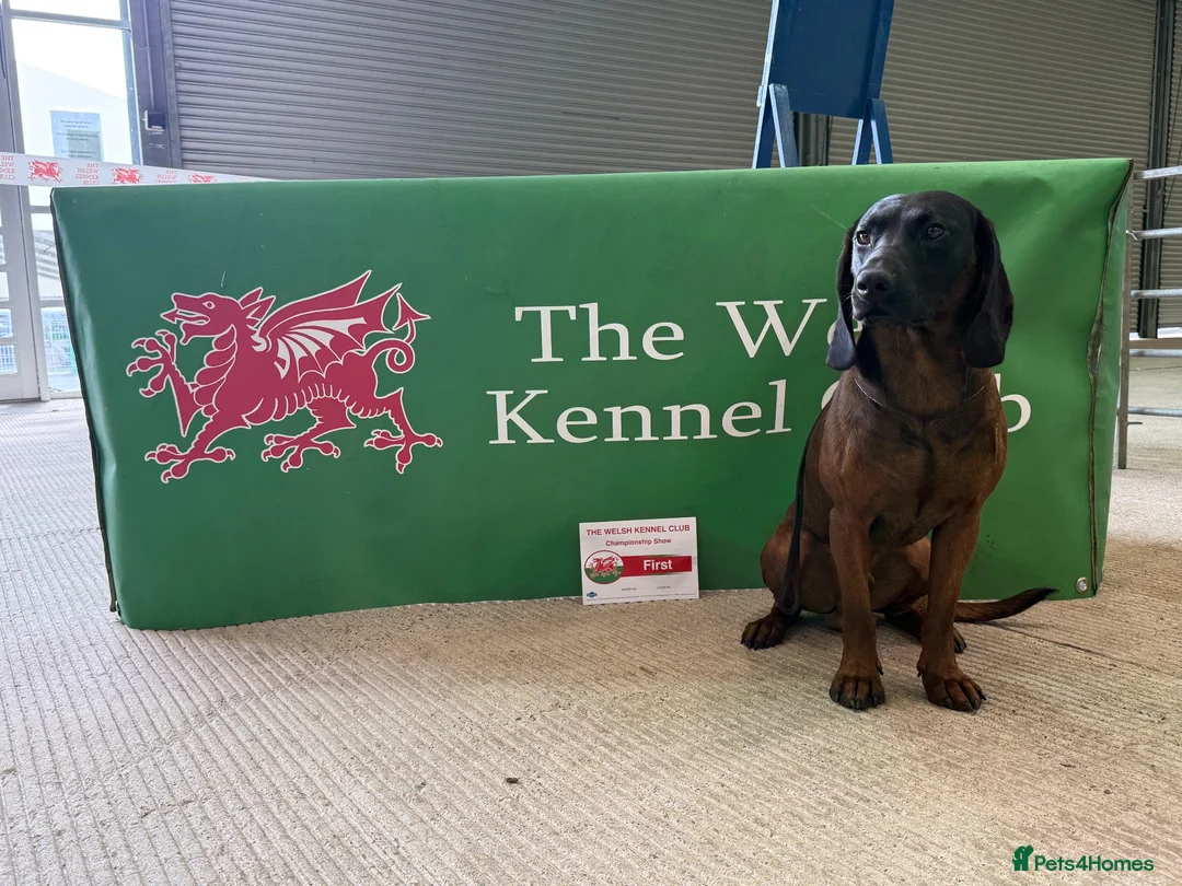 Bavarian Mountain Hound dogs for sale: 3yo Bavarian mountain hound  - Advert 5