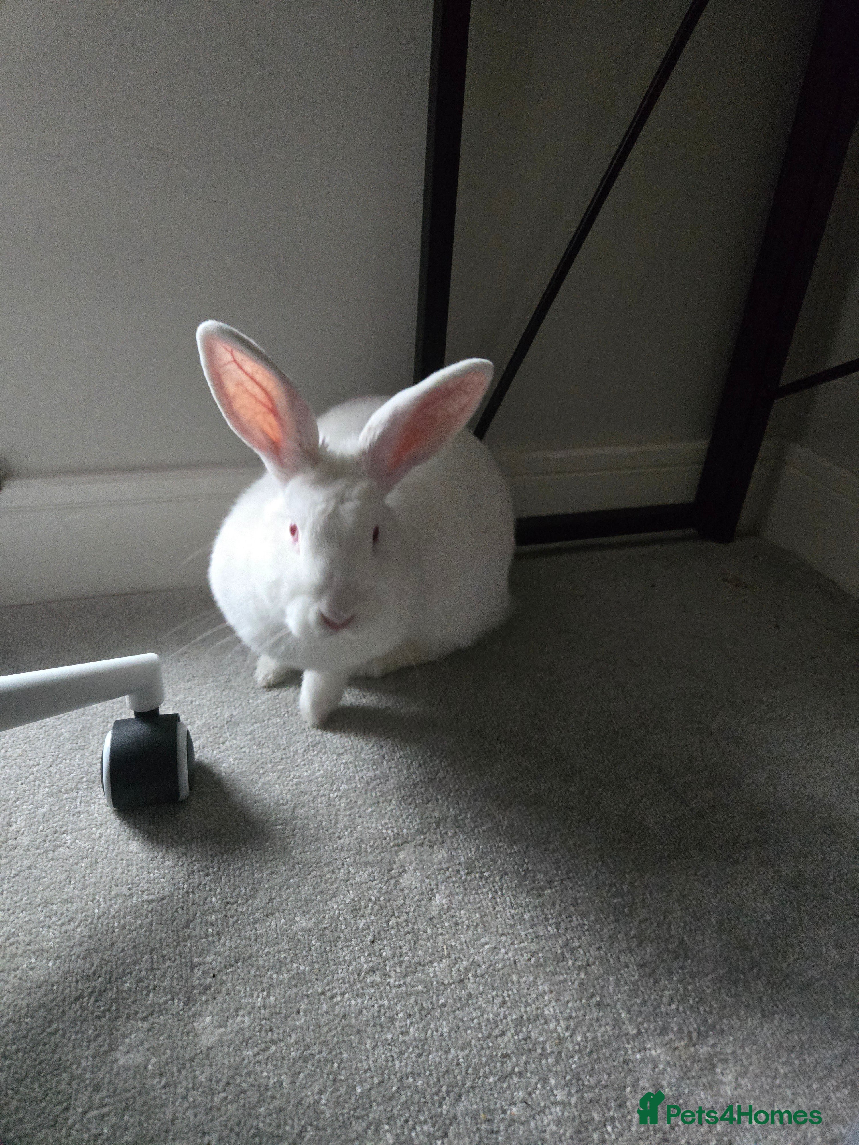 New Zealand rabbits New Zealand male rabbit - Advert 2