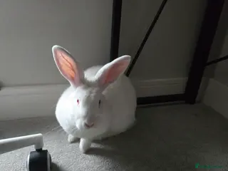 New Zealand rabbits New Zealand male rabbit - Advert 2