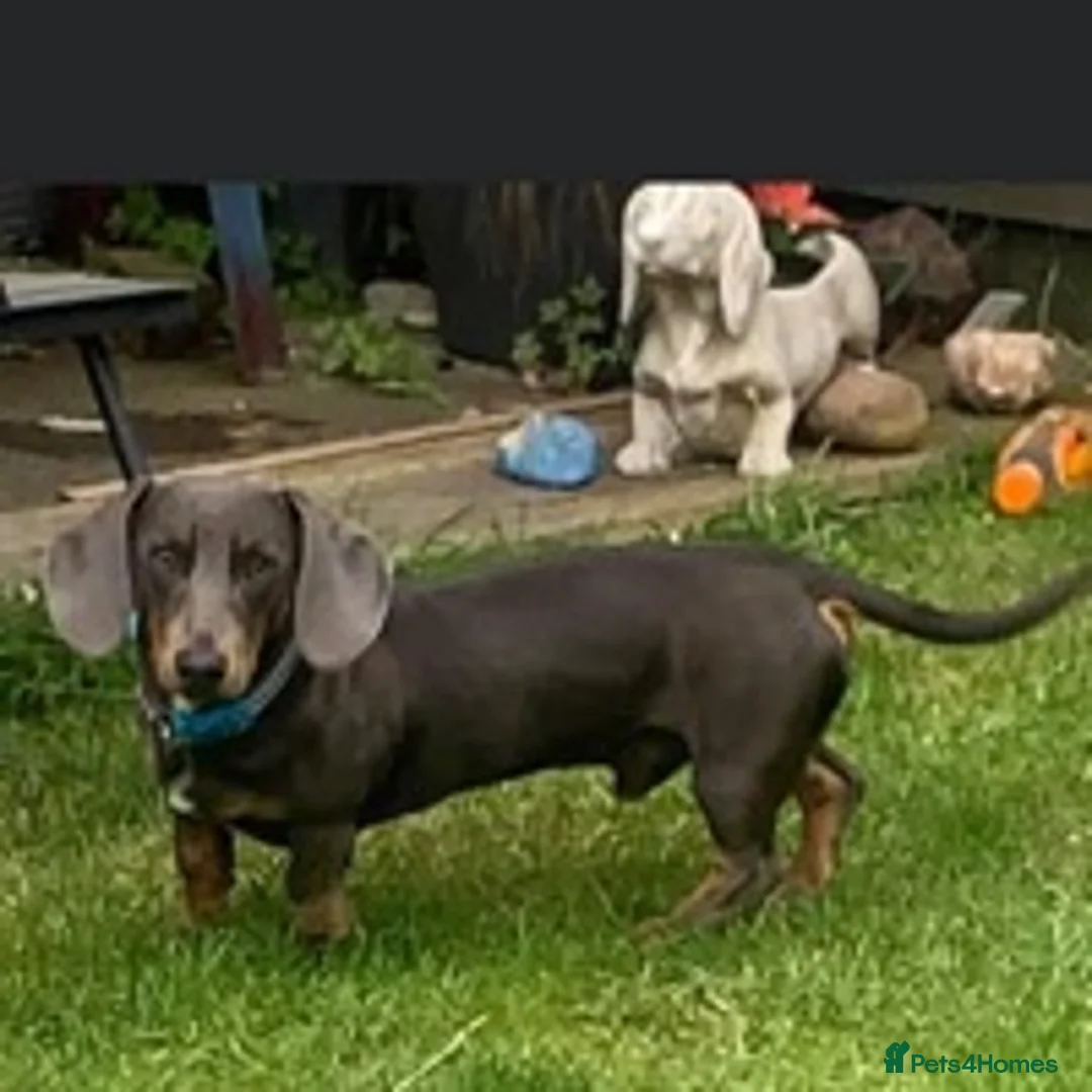 Dachshund dogs for stud: Blue Dachhund Proven Stud & Isabella cream stud, in Swansea - Advert 15