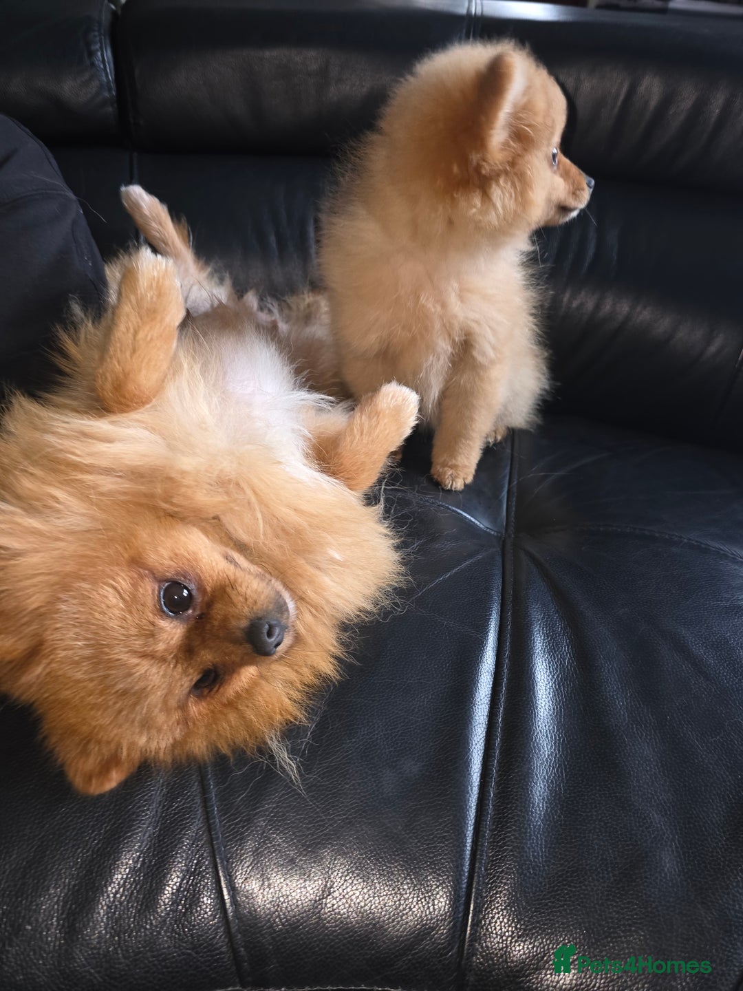 Pomeranian dogs for sale: Pomeranian puppy boy last one ready to go - Advert 4