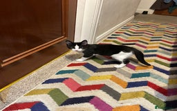 Mixed Breed cats for sale: 1 female kittens for Sale - Advert 22