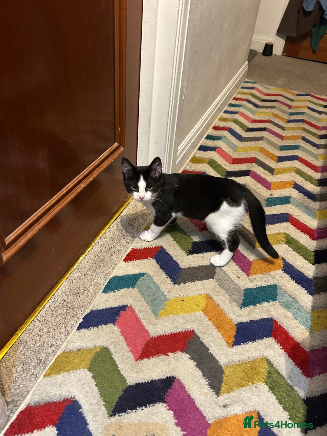 Mixed Breed cats for sale: 1 female kittens for Sale - Advert 22