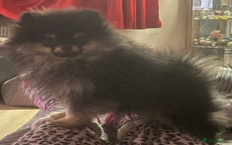 Pomeranian dogs for sale: Pick of litter Pom puppy - Image 3
