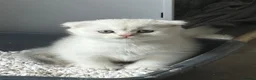 Scottish Fold cats for sale: Gorgeous Scottish fold kittens in London - Advert 17