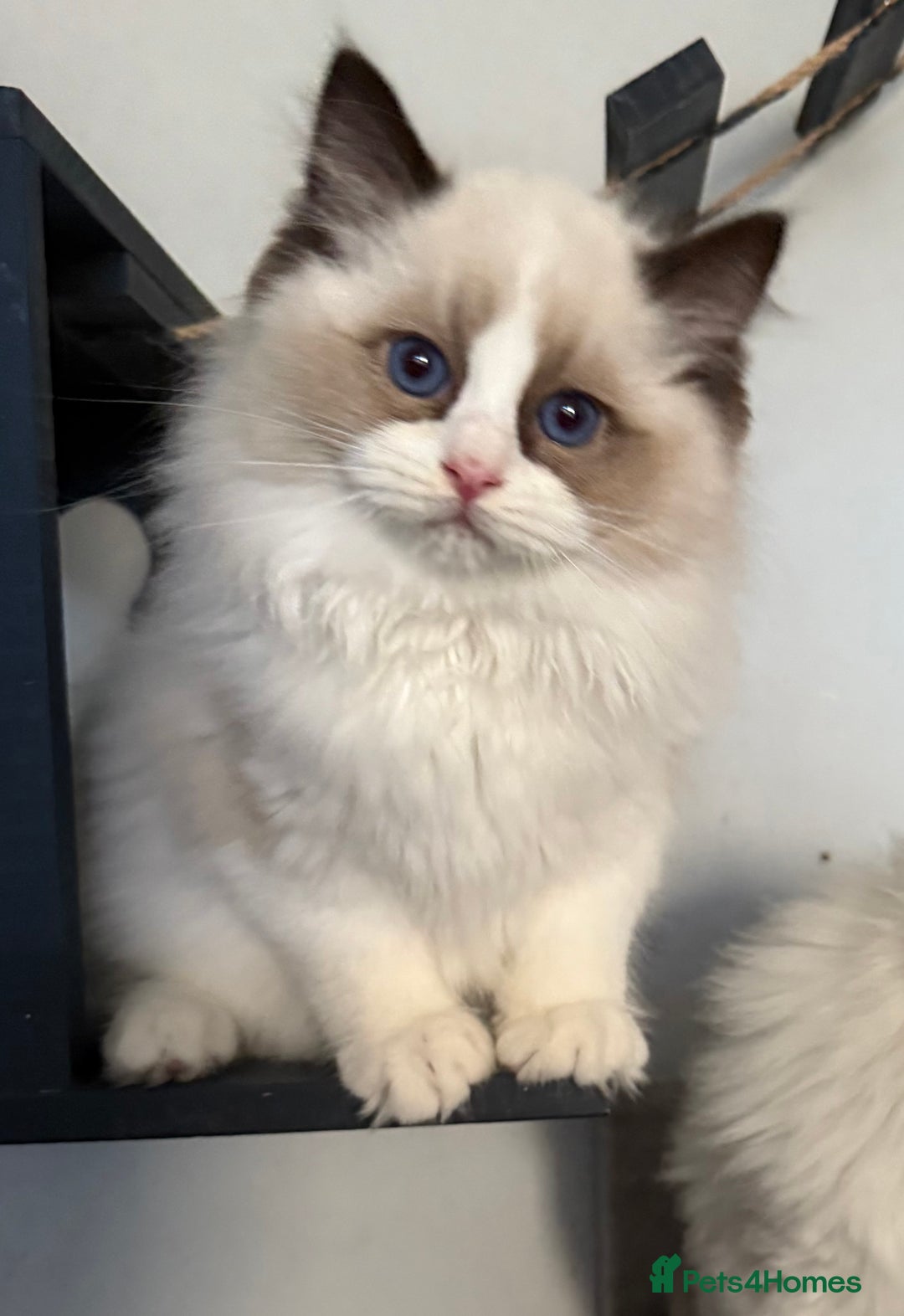 Ragdoll cats for sale: Stunning GCCF/TICA Purebred Reg Ragdoll Kittens - Advert 1