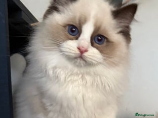 Ragdoll cats Stunning GCCF/TICA Purebred Reg Ragdoll Kittens - Advert 1