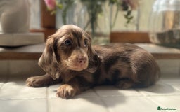 Miniature Dachshund dogs for sale: Mini dachshund puppies available  - Image 2