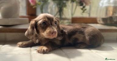 Miniature Dachshund dogs - Advert 15