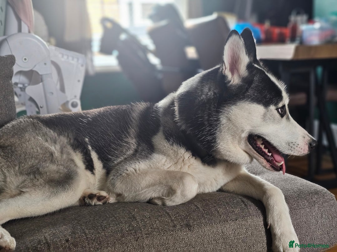 Siberian Husky dogs for sale: Husky for rehoming  - Image 7