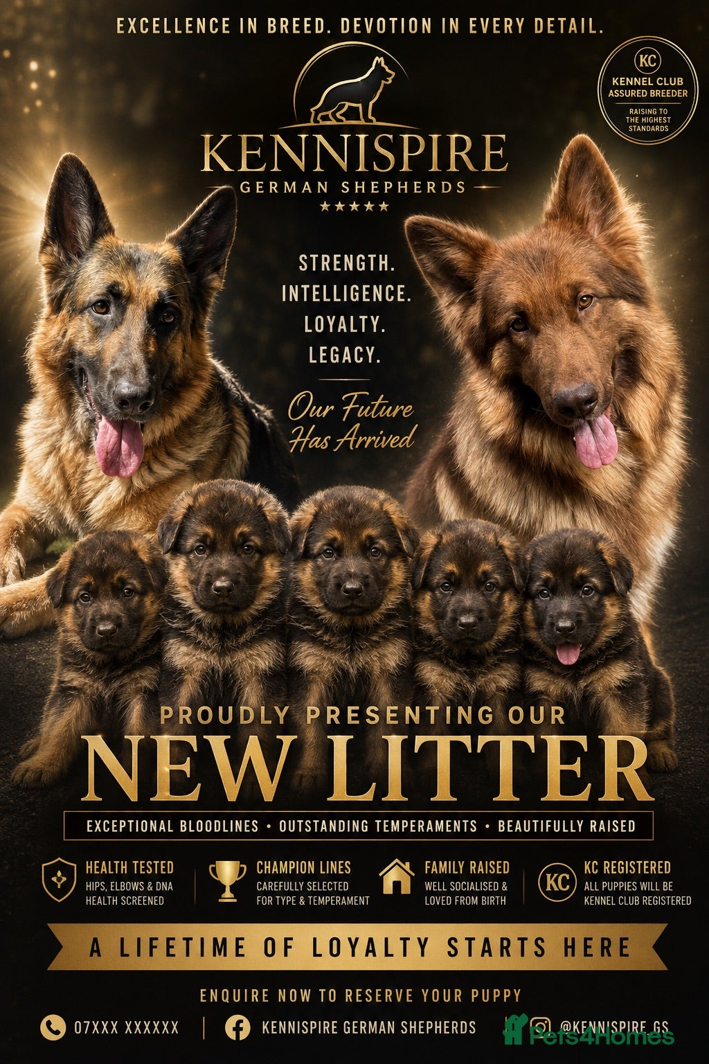 German Shepherd dogs 7 x KC Registered German Shepherd Puppies - Advert 1