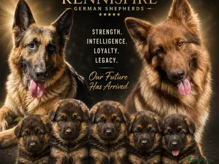 German Shepherd dogs Ready Now! 7xKC Registered German Shepherd Puppies - Advert 12