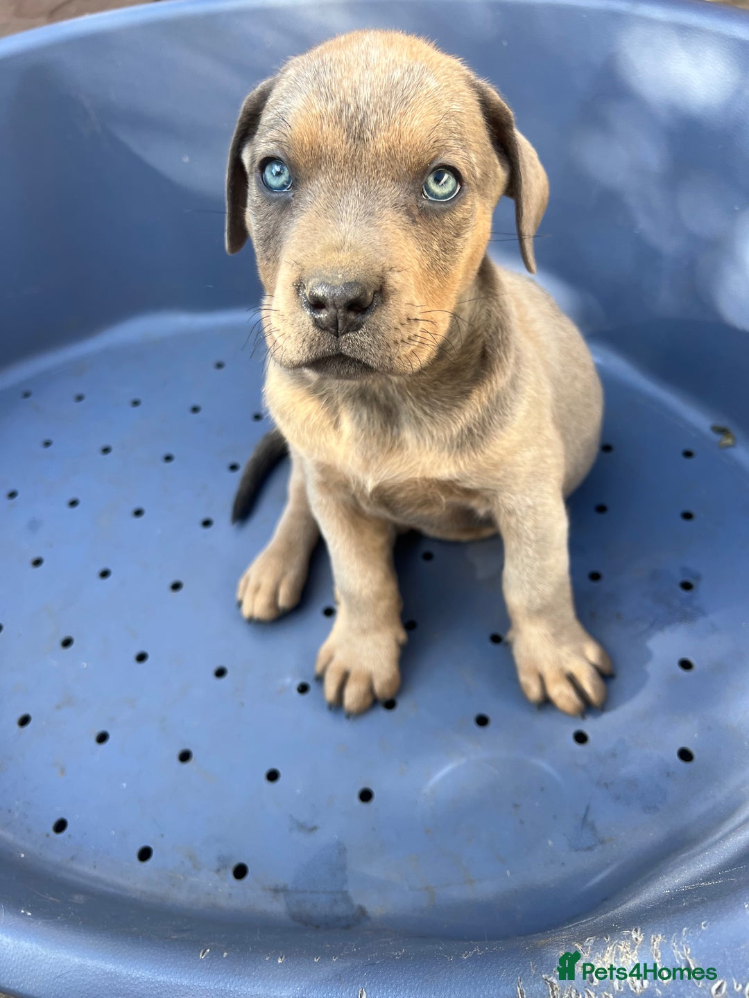 American Bull Staffy dogs for stud: Crash Bandicoot Staffweiler e ATAT d DNA tested ✅✅ - Image 1