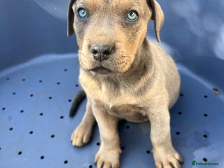 American Bull Staffy dogs - Advert 4