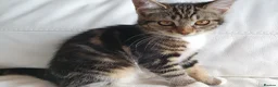 Maine Coon cats for sale: 2 Maine Coon Cross kittens for sale - Advert 2