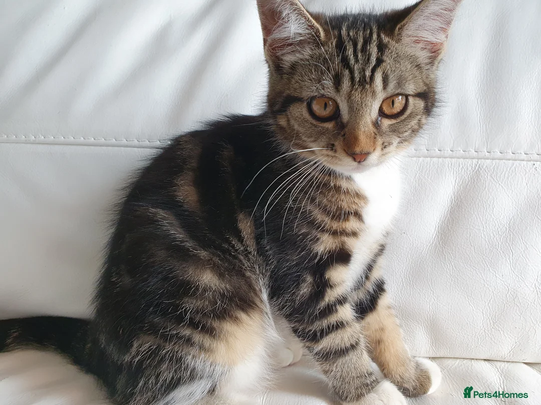 Maine Coon cats for sale: 2 Maine Coon Cross kittens for sale - Advert 2