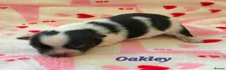 Biewer Terrier dogs for sale: 1 Stunning boy 1 beautiful girl - Advert 2
