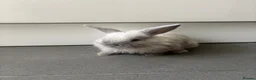 Mixed Breed rabbits for sale: Gorgeous Dwarf Netherland cross Mini Lop Bunnies in Bromley - Advert 3