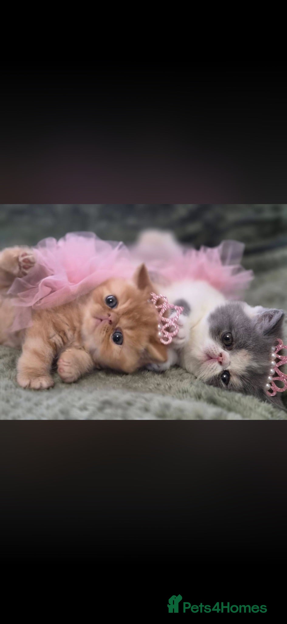 Persian cats STUNNING PERSIAN KITTENS🩷🩵 - Advert 9