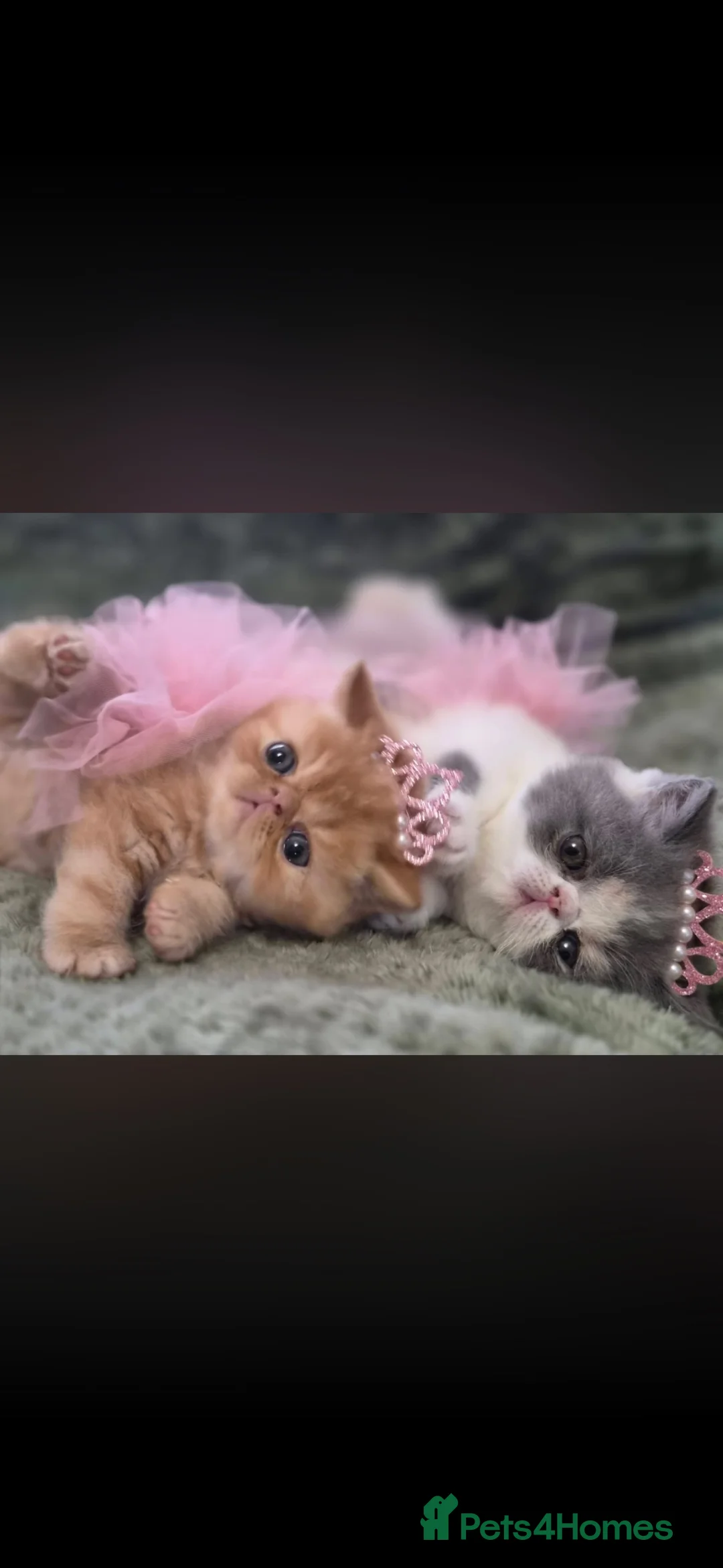 Persian cats for sale: STUNNING PERSIAN KITTENS🩷🩵 - Advert 1