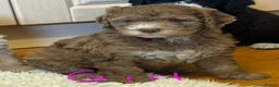 Bernedoodle dogs for sale: Beautiful Bernidoodles - Advert 23