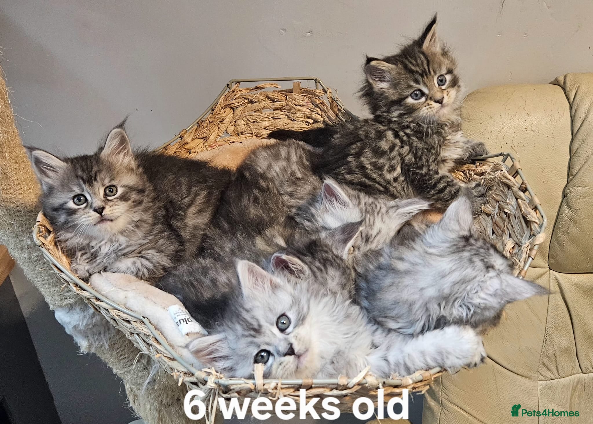 Maine Coon cats Maine Coon kittens registered European bloodline  - Advert 3