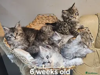 Maine Coon cats Maine Coon kittens registered European bloodline - Advert 13