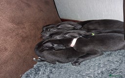 Mixed Breed dogs for sale: 5 lovely Lurchers  - Image 9