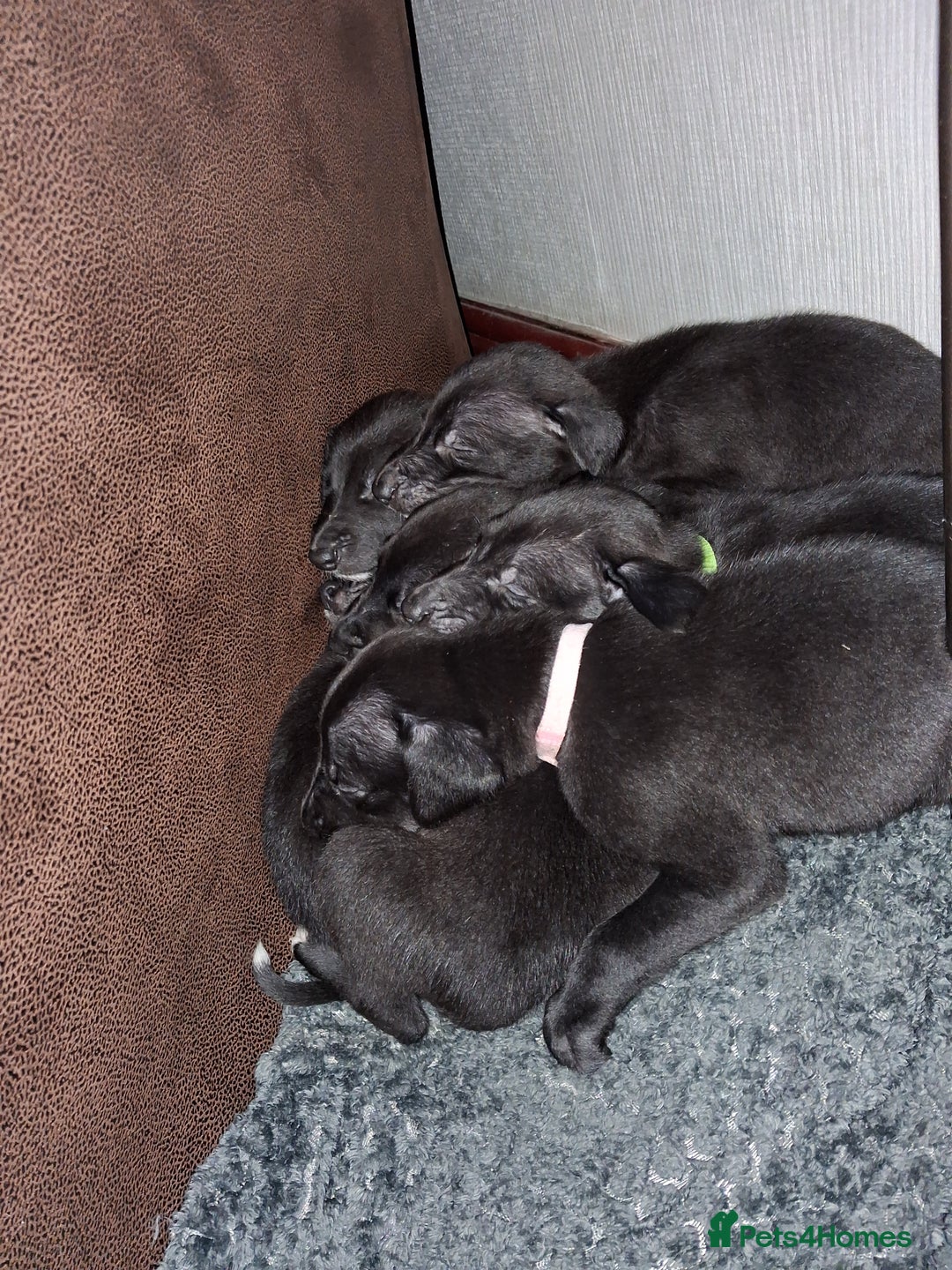 Mixed Breed dogs for sale: 5 lovely Lurchers  - Image 9