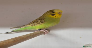 Budgerigars birds - Advert 14