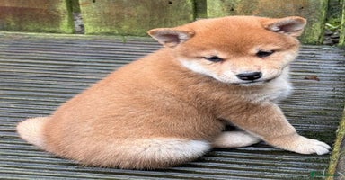 Japanese Shiba Inu dogs - Advert 6