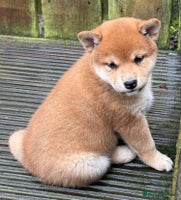 Japanese Shiba Inu dogs - Advert 2