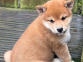 Japanese Shiba Inu dogs - Advert 7