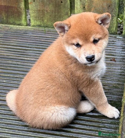 Japanese Shiba Inu dogs - Advert 7