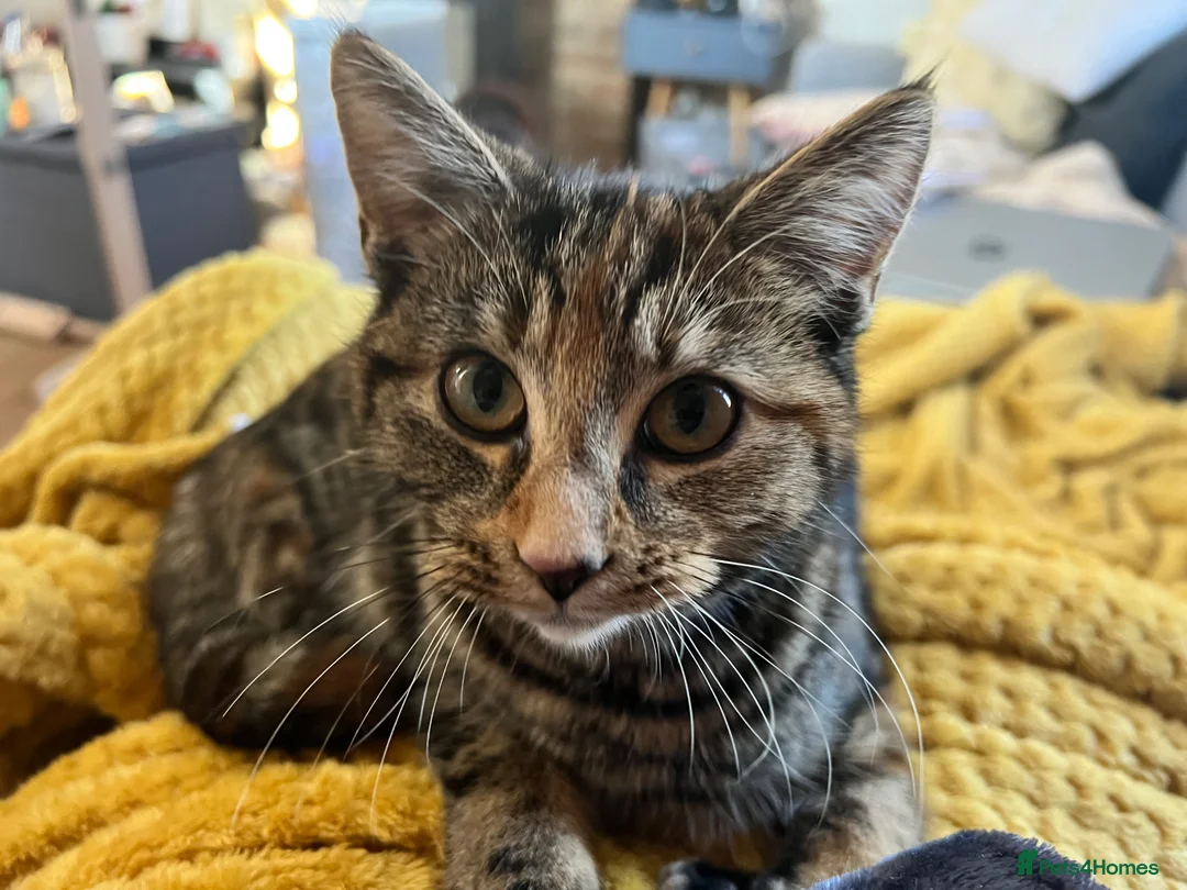 Domestic Shorthair cats for sale: 4 Year Old Female Needs a New Home in St. Neots - Advert 2