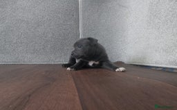Staffordshire Bull Terrier dogs for sale: KC CHAMPION BLUE/BLACK PUPS TRUE EXAMPLES OF A SBT - Image 9