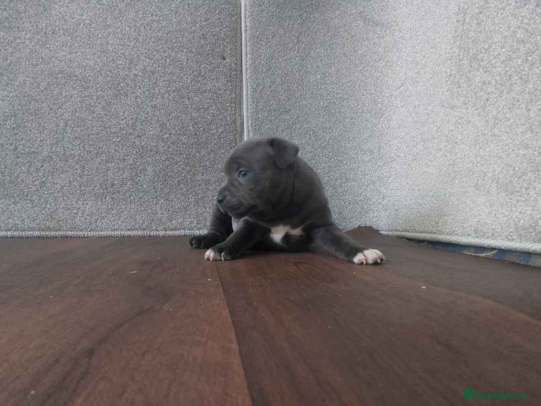 Staffordshire Bull Terrier dogs for sale: KC CHAMPION BLUE/BLACK PUPS TRUE EXAMPLES OF A SBT - Image 9