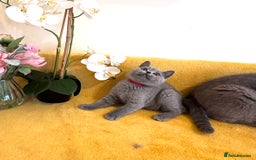 British Shorthair cats for sale: Top quality GCCF kittens  - Image 21