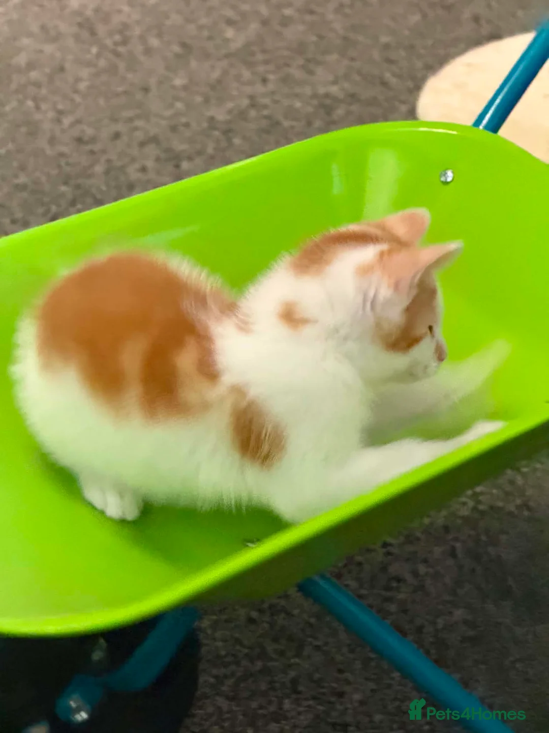 Mixed Breed cats for sale: Male Kitten  - Advert 4