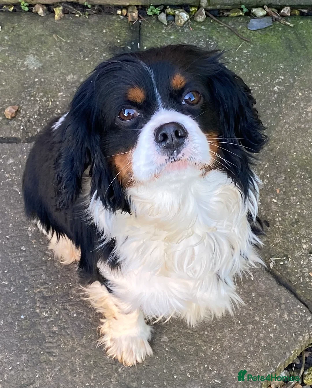 Cavalier King Charles Spaniel dogs for adoption: Cavalier King Charles  - Advert 1