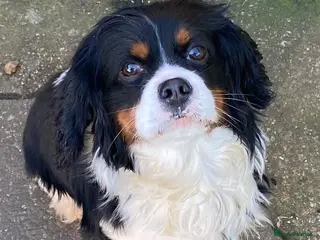 Cavalier King Charles Spaniel dogs Cavalier King Charles - Advert 16