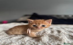 Domestic Shorthair cats for sale: 6 beautiful kittens - Image 25
