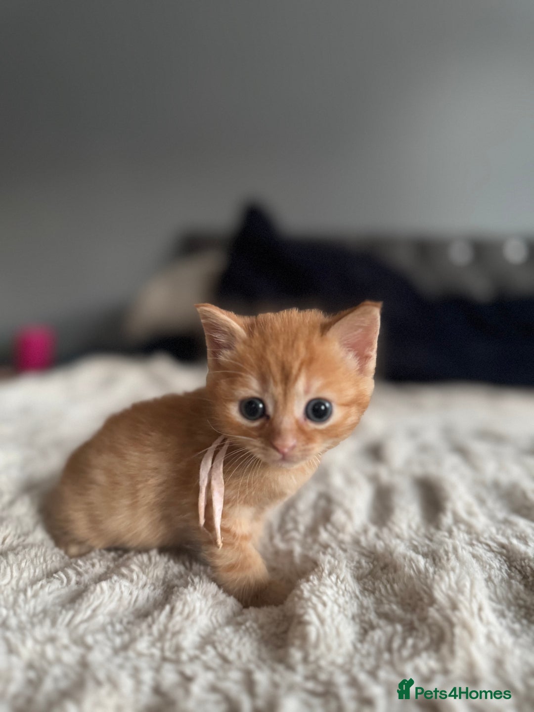 Domestic Shorthair cats for sale: 6 beautiful kittens - Image 25
