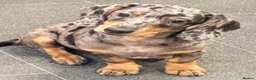 Miniature Dachshund dogs for sale: Miniature Dachshund Puppies - Ready for homes - Advert 4