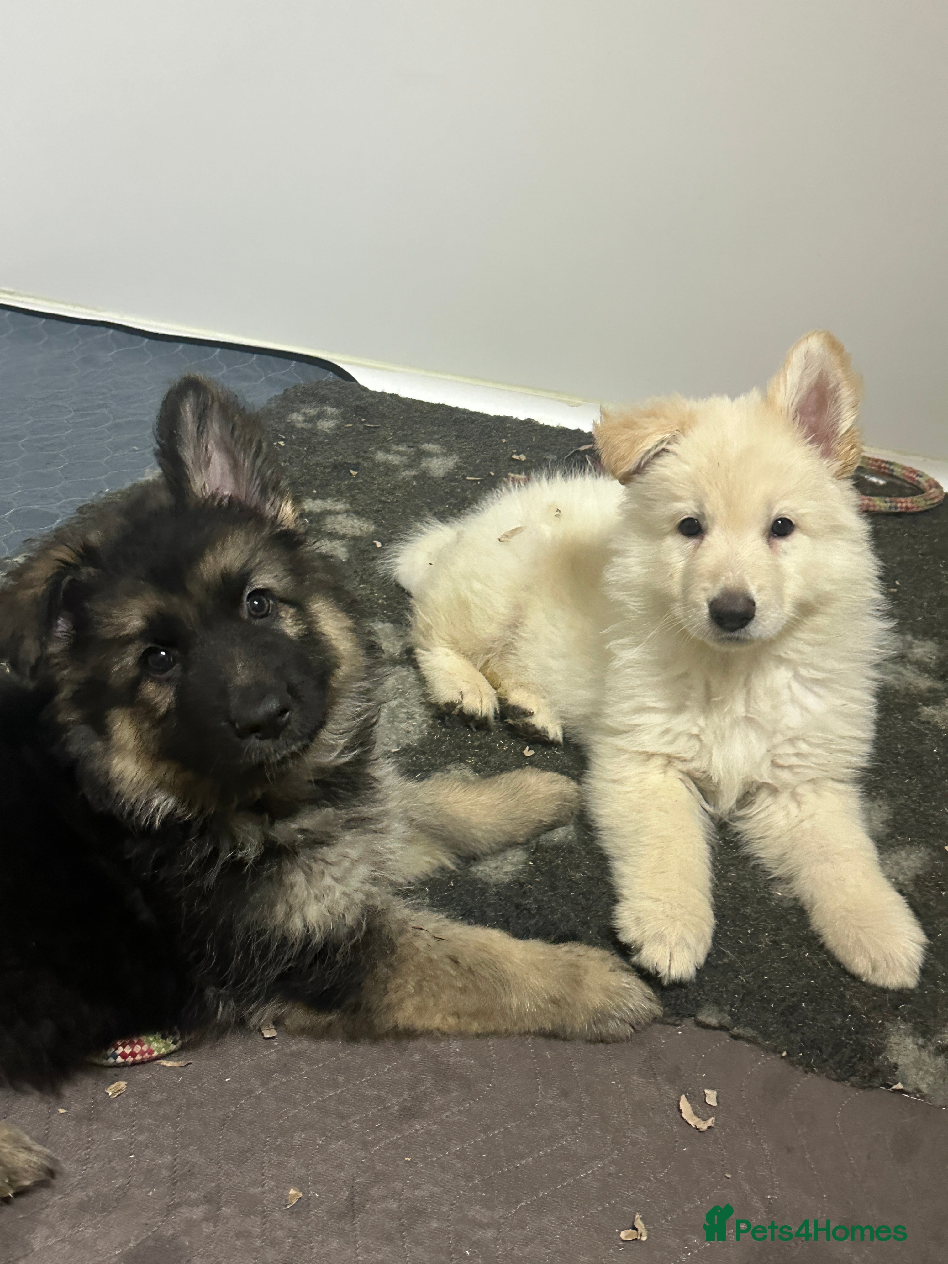 German Shepherd dogs Traditional Long Coat, Straight backed GSD Puppies - Advert 9