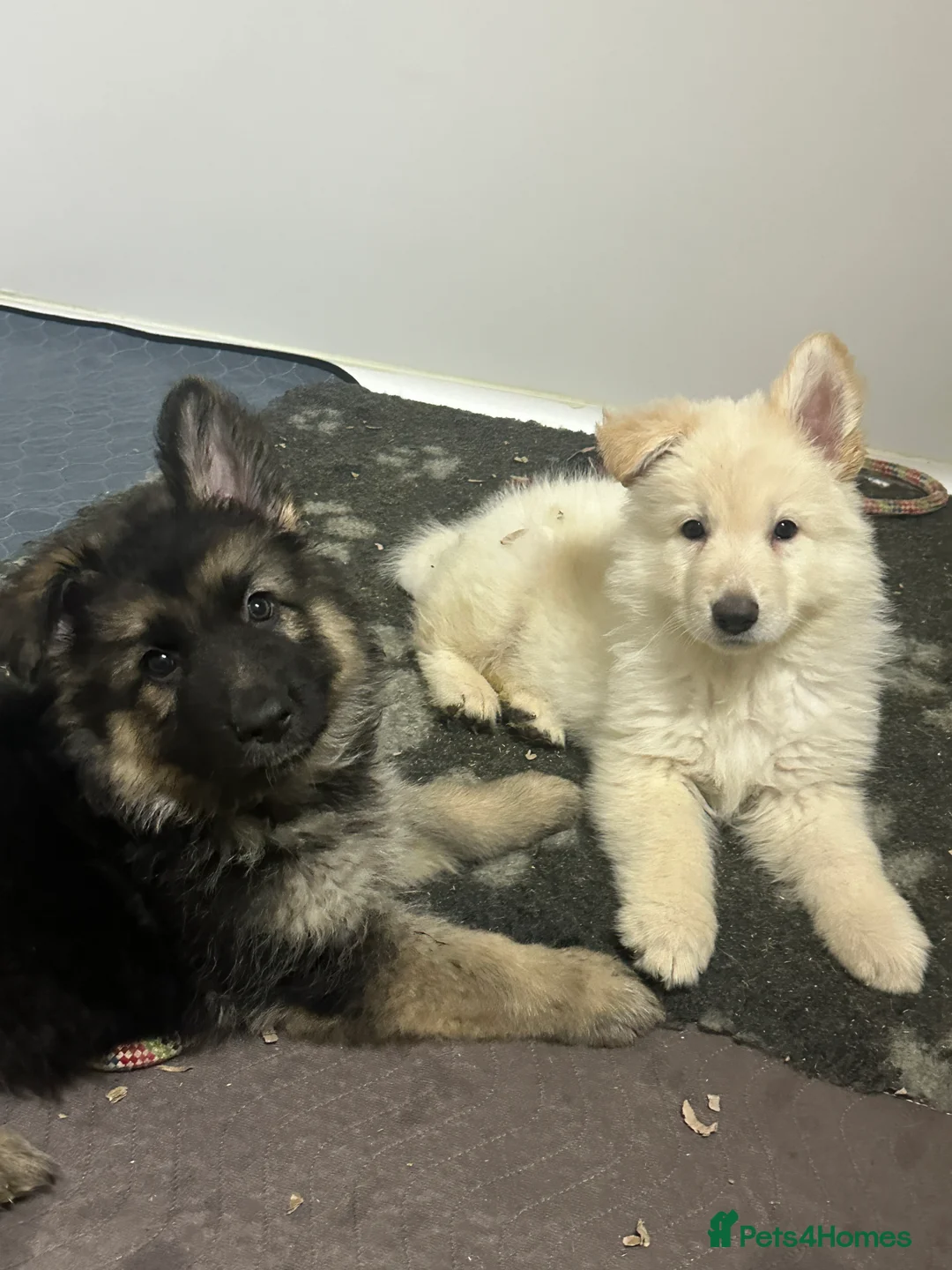 German Shepherd dogs for sale: Traditional Long Coat, Straight backed GSD Puppies - Advert 2