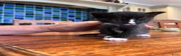 Mixed Breed cats for sale: 3 kittens looking for a new loving home  - Advert 5